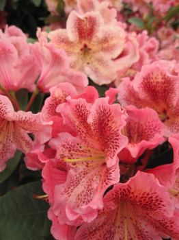 Rhododendron hybr. Djingestan