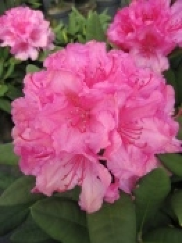 Rhododendron hybr. Dr. Kleinfeld