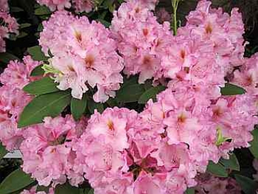 Rhododendron hybr. Flaming hat eine wunderschöne hellrosa Blüte.