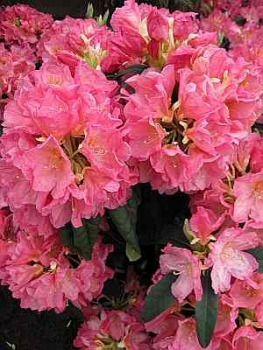 Rhododendron hybr. Henri Nannen hat eine wunderschöne dunkelrosa Blüte.