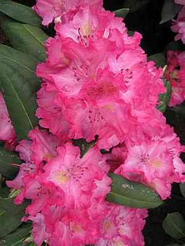 Rhododendron hybr. Lambada hat eine wunderschöne zartrosa-weiße Blüte.