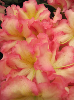 Rhododendron hybr. Melrose Flash