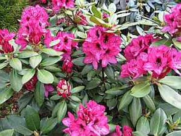 Rhododendron hybr. Mendosina hat eine wunderschöne mittelrote Blüte.