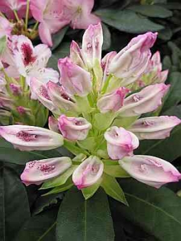 Rhododendron hybr. Ursula hat eine wunderschöne weiß-rosa Blüte.