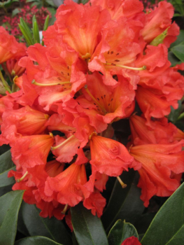 Rhododendron hybride Chiwawa 1
