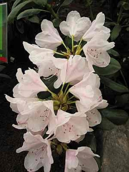 Rhododendron hybride More Month