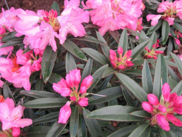 Rhododendron luteum Balzac