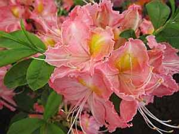 Rhododendron luteum Margitta - sommergrüne Azalee -  hat eine wunderschöne apricotfarbende Blüte.