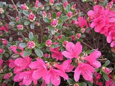 Rhododendron obtusum Kleiner Prinz hat eine wunderschöne hellrosa farbene Blüte.