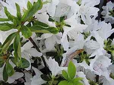 Rhododendron obtusum Luzi hat eine wunderschöne reinweiße und große Blüte.