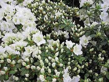 Rhododendron obtusum Maischnee hat eine wunderschöne reinweiße Blüte.