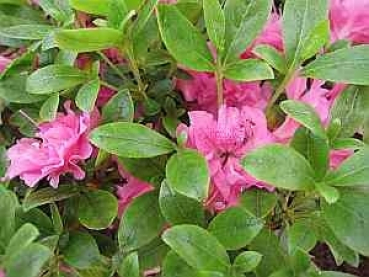 Rhododendron obtusum Marinja hat eine wunderschöne reinrosa Blüte.