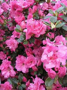 Rhododendron obtusum Petticoat hat eine wunderschöne rosa Blüte.