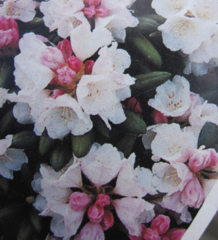 Rhododendron roxieanum var. oreonastes hat eine attraktive und wunderschöne reinweiße Blüte.