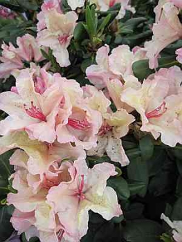 Rhododendron wardii Rio Brasil hat eine wunderschöne cremeweiße Blüte.