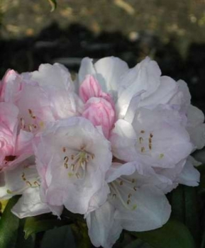 Rhododendron yakushimanum Aprilmorgen