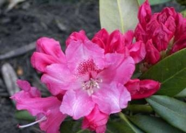 Rhododendron yakushimanum Bad Zwischenahn hat eine attraktive und wunderschöne hellrosa Blüte.