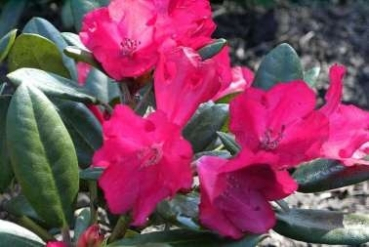 Rhododendron yakushimanum Bambola hat eine attraktive leuchtend dunkelrosa Blüte.