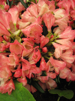 Rhododendron yakushimanum Barbarella