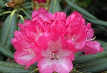 Rhododendron yakushimanum Barmstedt hat eine wunderschöne hellrosa Blüte.