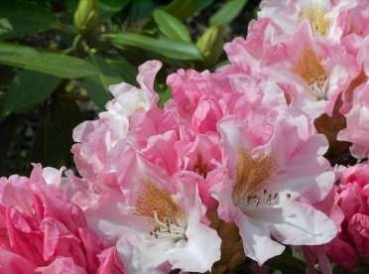 Rhododendron yakushimanum Bashfull hat eine wunderschöne weiße Blüte mit rosa Tönung und gelbbrauner Zeichnung.