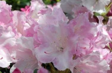 Rhododendron yakushimanum Best Late
