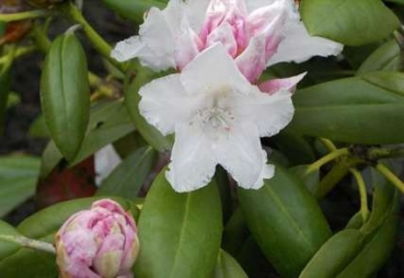 Rhododendron yakushimanum Blankenese hat eine wunderschöne weiße Blüte.