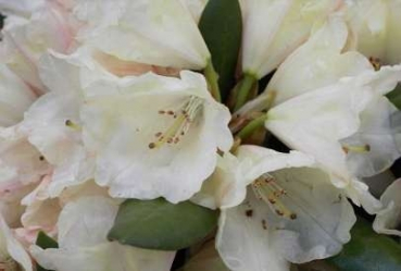 Rhododendron yakushimanum Katharina - Ball-Rhododendron Katharina - Ball-Alpenrose - hat kelchartige, kleine, cremeweiße Blüten mit einem leichten rosa Farbton. Sie ist besonders winterhart und wächst langsam und kompakt.