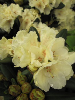 Rhododendron yakushimanum Millenium Gold