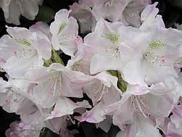 Rhododendron yakushimanum Mist Maiden 1