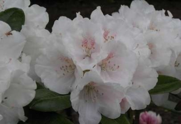 Rhododendron yakushimanum Seidenglanz hat eine attrative seidigweiße Blüte mit einem leichtem rosaschimmer.