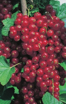 Ribes rubrum Rovada ist eine rote Johannisbeere.