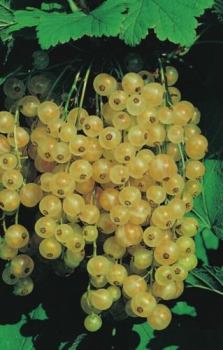 ribes rubrum weiße Versailler ist eine weiße Johannisbeere mit großen Trauben, die mild, süß und leicht säuerlich schmecken.