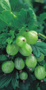 Ribes uva crispa Hinnonmäki grün liefert mittelgroßen Beeren, die nur wenig behaart und platzfest sind. Angenehmer süßer Geschmack.