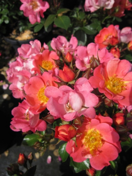 Rosa Coco® - Zwergrose Coco® - blüht einfach mit lachsorange bis lachsrosa Blüten in den Monaten von Juni bis September.