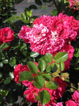 Bodendeckerrose Fairy Red® 92 - Rosa Fairy Red® 92 - scharlachrot - - besitzt scharlachrote, halbgefüllte Blüten. Die Blütezeit ist von Mai bis September.