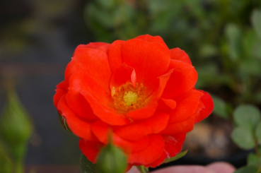 Rosa Finnstar® - Patiorose (Zwergrose) Finnstar® blüht in den Monaten von Juni bis September mit leuchtend orange-roten Blüten.