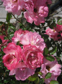 Rosa Flirt 2011® - Zwergrose Flirt 2011® - hat zahlreiche in Dolden stehende, hellrosa, halbgefüllte Blüten mit einer creme-rosa-farbenen Unterseite. Sie blüht in der Zeit von Juni bis Oktober.