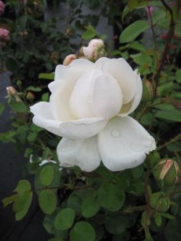 Englische Rose Glamis Castle® weiß Duft+++ besitzt während der Monate von Juni bis September wunderschöne weiße, stark gefüllte Blüten, die einen intensiven Myrrhe-Duft verbreiten.