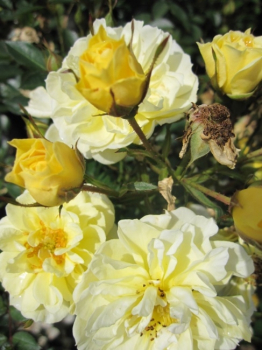 Rosa Golden Cover® - Bodendeckerrose Golden Cover® - blüht hellgelb und gefüllt in den Monaten von Juni bis September.