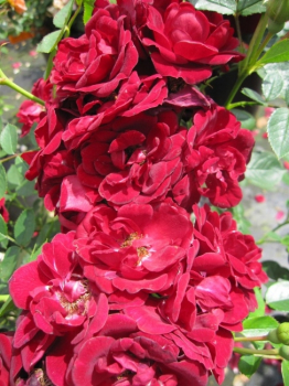 Rosa Havanna Hit® - Zwergrose Havanna Hit® - blüht sehr zahlreich mit wunderschönen dunkelroten, halbgefüllten Blüten.