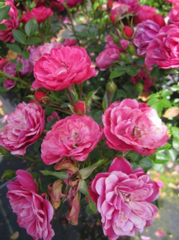 Rosa Hobby® - Zwergrose Hobby® - zeigt in den Monaten von Juni bis September kräftig-dunkelrosa gefüllte Blüten. Diese reichblühende Rose ist sehr robust.