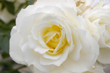 Rosa Kristallperle® - Hochstammrose Kristallperle® Stammrose reinweiß Duft- - besitzt reinweiße, gut gefüllte Blüten.