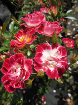 Rosa Little Artist® - Zwergrose Little Artist® -blüht zauberhaft mit karminroten Blüten und einer weißen Mitte. Die gelben Staubgefäße kommen dadurch wunderbar zur Geltung. Die Blüten verbreiten zudem noch einen leichten Duft. Die reich- und öfterblühende