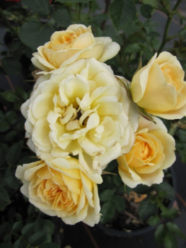 Rosa Lucky® - Patiorose (Zwergrose) Rosa Lucky® gelb Duft+ - blüht mit creme-gelben Blüten, die einen zarten Duft in den Monaten von Mai bis September verbreiten. Der Standort sollte hell sein. Die Winterhärte ist besonders gut.