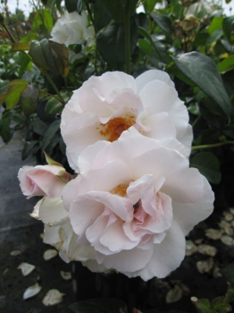 Rosa Maria Mathilda® - Miniaturrose Maria Mathilda® - zeigt elegante Blüten, die anfangs blassrosa erscheinen und später ins weiße übergehen. Die Rückseite der Kronblätter bleibt jedoch rosa, nur die Vorderseite ist weiß.