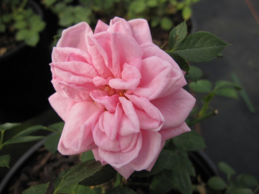 Rosa Misty Hit® - Patiorose (Zwergrose) Rosa Misty Hit® - besitzt hellrosa, nicht duftende Blüten in den Monaten von Juni bis Oktober. Die reich- und öfterblühende Sorte wächst kompakt und buschig. Der Standort sollte hell sein. Die Winterhärte ist sehr g