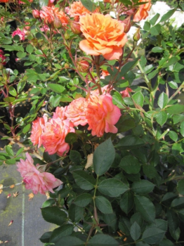 Rosa Ninetta - Zwergrose Ninetta - hat sehr kräftige dunkelrorange, gefüllte, sternenförmige Blüten während der Zeit von Juni bis September.