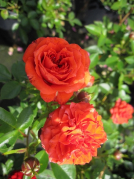 Rosa Orange Juwel® - Zwergrose Orange Juwel® - besitzt lachsorange gefüllte Blüten in den Monaten von Juni bis September. Diese Sorte blüht oft und reichhaltig.