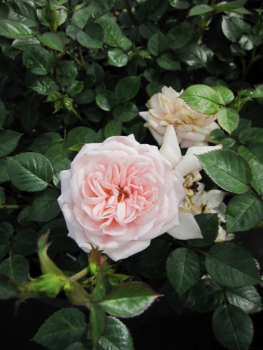 Rosa Pink Hit® - Patiorose Zwergrose Pink Hit® rosa Duft++ - hat elegante und nostalgische aussehende , reinrosa kegelförmige Blüten, die einen schönen Duft verbreiten.